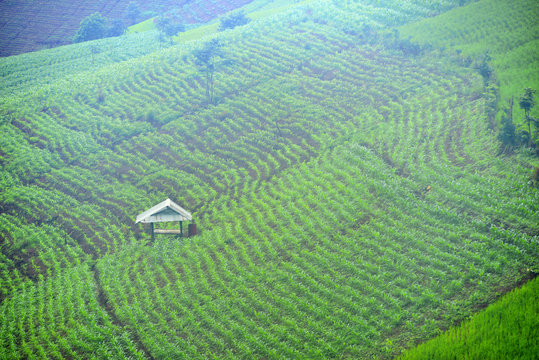 Terrace rice field in north Thailand