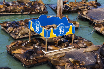 Sea Lions in San Francisco 