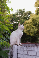 hermoso gato sentado 