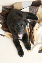 Obraz premium Beautiful black labrador puppy on plaid
