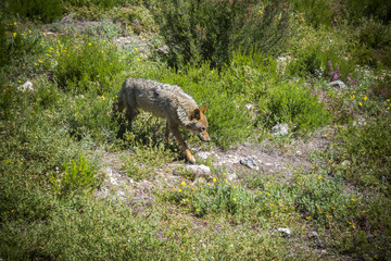 Fototapeta premium Lobo Ibérico. Canis lupus signatus.