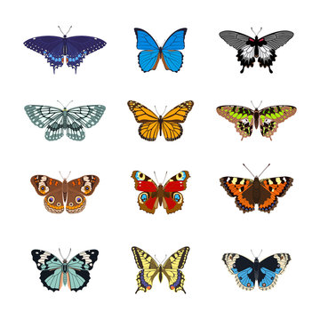 Set of realistc butterfly