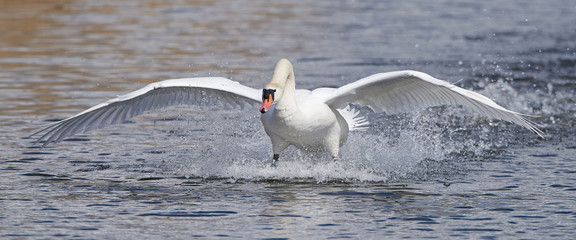 Mute swan (Cygnus olor) © dennisjacobsen