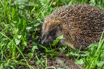 Hedgehog in the grass.