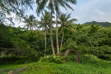 Kahana Bay garden on the North Shore of Oahu HawaII
