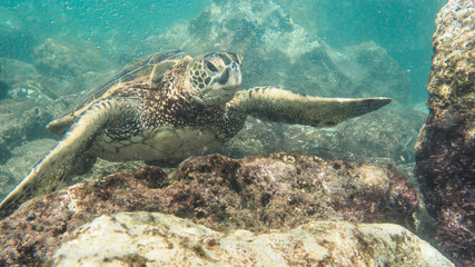 Endangered Hawaiian Green Sea Turtle captured on Oahu Hawaii North Shore