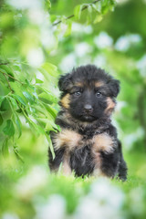 German shepherd puppy sitting in a garden full of flowers
