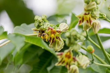 abejas polinizando