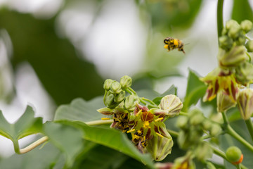 abejas polinizando