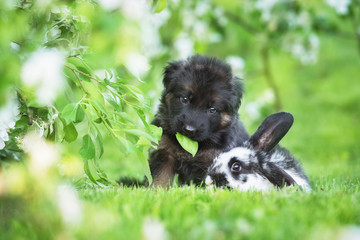 Funny german shepherd puppy with a rabbit in a garden