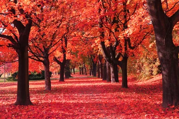 Foto op Plexiglas kleur herfst bos © jonnysek