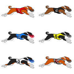 All color basenji dog running (dog racing dress)