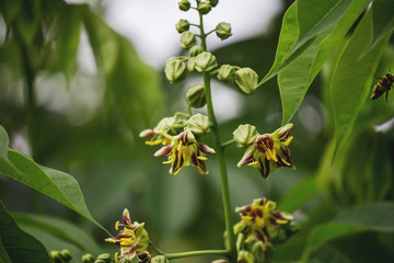 flores verdes en primavera