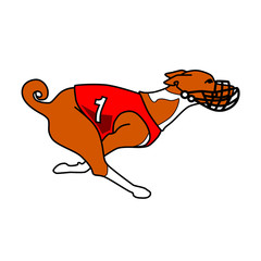 Red and white basenji dog running (dog racing dress number one)