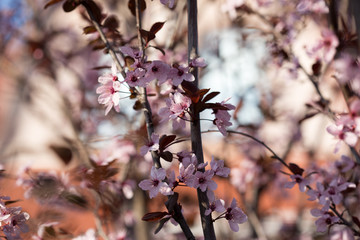Blooming wild plum