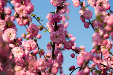 Blooming wild plum