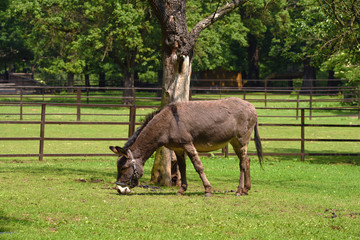Wild equus eating grass