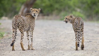 Two cheetah brothers walk in a road looking for prey