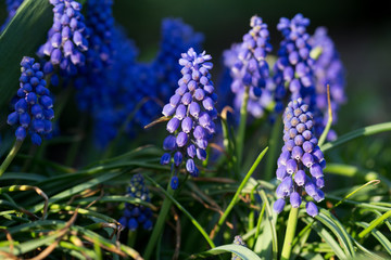 Muscari Armenian