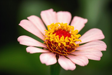 zinnia