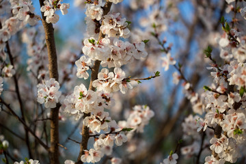 Flowering apricot