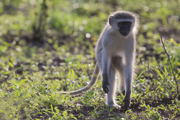 Vervet monkey walk back-lit in the early morning sun