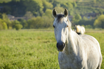 White horse in meadow