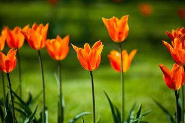 Tulips in the park