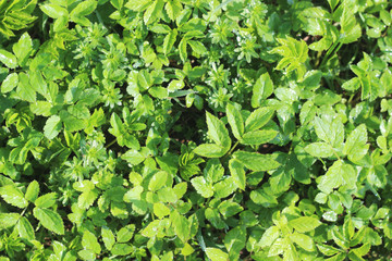 Green moltey grass texture 