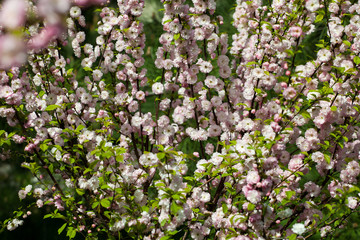 Blooming wild plum