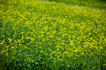 Field of yellow flowers