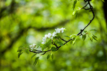 Flowering pear