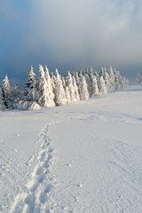 Obraz premium Winter in the Black Forest
