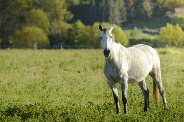 White horse in meadow