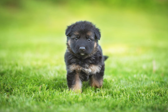 Little german shepherd puppy walking in the yard