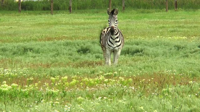 Zebra standing in the desert on the green grass and looking at the camera