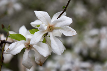 Magnolia