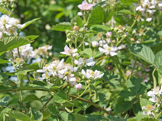 Blühende Brombeeren, Rubus sectio Rubus