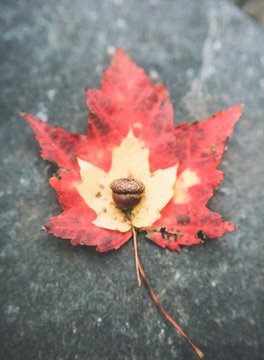 Red and yellow maple leaf with acorn, still life