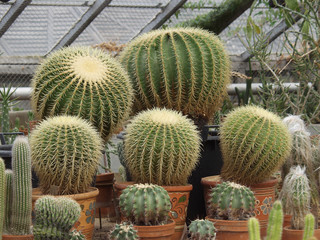 Cacti