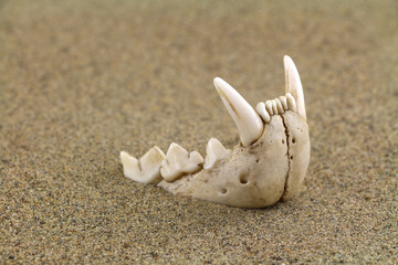 Bottom jaw of bobcat (lynx) is partly buried in sand. Focus on fangs. 