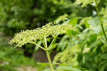 Elderberry Bush