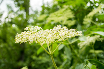 Elderberry Bush