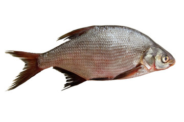 single crucian fish isolated on white background. top view