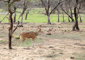The cheetal deer are also known as spotted deer