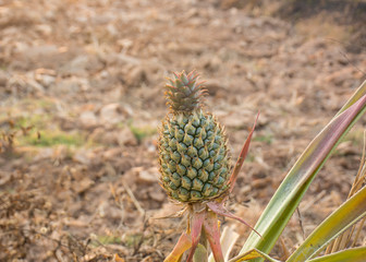 Fototapeta premium Pineapple On The Tree.Pineapple fruit on trees Waiting for harvest.