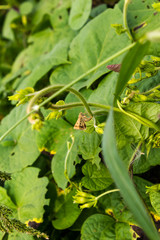 Butterflies laying eggs