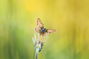 small decorative butterfly sitting on the grass  on a meadow in summer