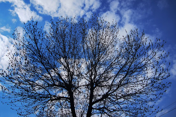 Obraz na płótnie Canvas tree silhouette against the sky with clouds