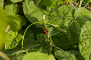 Insects among green plants